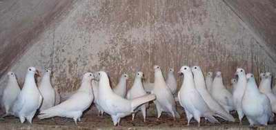 иранские бойные голуби